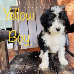 Aussiedoodle, Goldendoodle, and Sheepadoodle Puppies from The Yuppy Puppy Doodle Company