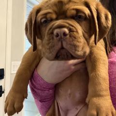 Girl 3 - female Dogue de Bordeaux puppy in Woodburn, Oregon from Willamette Valley Dogues