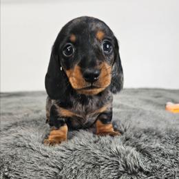 Black and tan dapple male (Orange) 3208.56 - Dapple male Dachshund puppy in Belle Rive, Illinois from Akin's Miniature Dachshunds, LLC