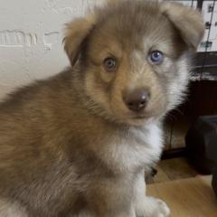 Tavi Ka - male Native American Indian Dog puppy in Granby, Colorado from Turtle Island NAIDs