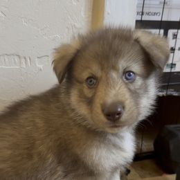 Tavi Ka - male Native American Indian Dog puppy in Granby, Colorado from Turtle Island NAIDs