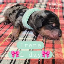 Irene - Dapple female Dachshund puppy in Harrodsburg, Kentucky from Wayward Home Dachshunds