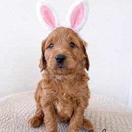 Mason - Red  male Goldendoodle puppy in Amery, Wisconsin from Cornerstone Retrievers