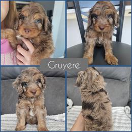 Gruyere - Merle male Cockapoo puppy in Zanesville, Ohio from Southtown Doodles LLC