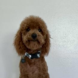 Finn - Poodle