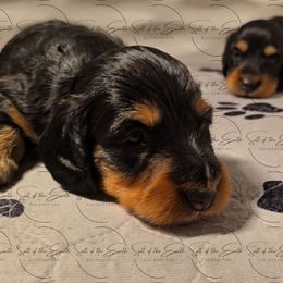 Dachshund Puppies from Salt of the Earth Dachshunds