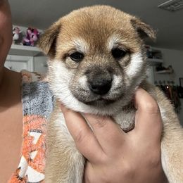 Kohana-small flower - Red female Shiba Inu puppy in Lehigh Acres, Florida from SWFL Happy Dogs