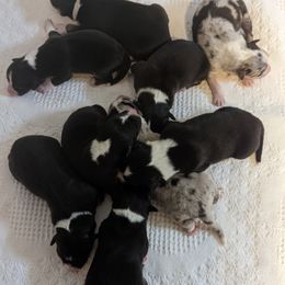 Australian Shepherd Puppies from Paint Valley Australian Shepherds