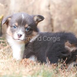 American Corgi Puppies from Diamond Corgis