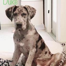 Great Dane Puppies from Texas Devine Danes