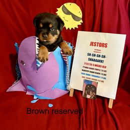Brown - Black and mahogany male Rottweiler puppy in Williamsfield, Illinois from Jestors Rottweilers