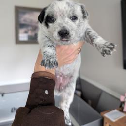 Pink Collar - Blue female Australian Cattle Dog puppy in Ammon, Idaho from Piney River Cattle Dogs