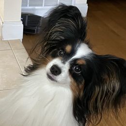 Teddy - Papillon