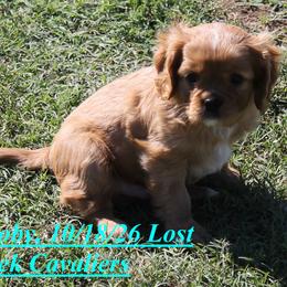 Scooby - Ruby male Cavalier King Charles Spaniel puppy in Quapaw, Oklahoma from Lost Creek Cavaliers
