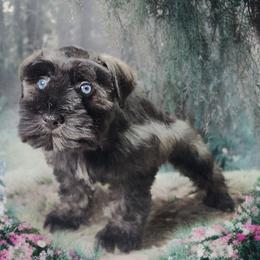 Mercedes - Salt and pepper female Miniature Schnauzer puppy in Texas from Small Pawz Schnauzers