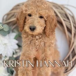Kristin Hannah - Apricot female Goldendoodle puppy in Wilson, North Carolina from Cedar Creek Doodles