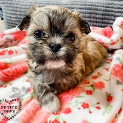 Mal-Shis and Maltese from Petite Pawz