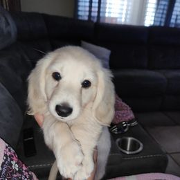 Dachshund Puppies from Crowned Doxies