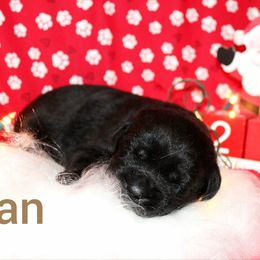 Tan - Black female Labrador Retriever puppy in Parma, Idaho from Campbell Valley Labradors