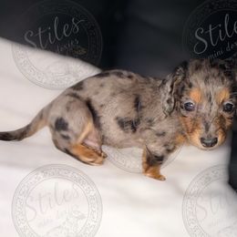 Tiny Bit - Dapple male Dachshund puppy in South Fulton, Tennessee from Stiles' Mini Doxies