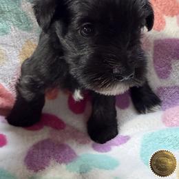 Chloe - Black female Miniature Schnauzer puppy in Frankford, Delaware from Miniature Schnauzers of Delmarva