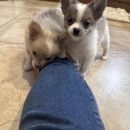Pomeranian puppies from Legendary French Bulldogs