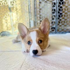 Sally - Red female Pembroke Welsh Corgi puppy in Phoenix, Arizona from Anthem AZ Corgis