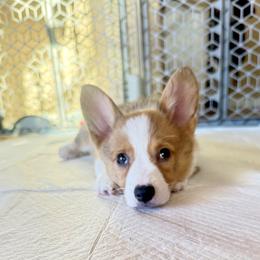 Sally - Red female Pembroke Welsh Corgi puppy in Phoenix, Arizona from Anthem AZ Corgis