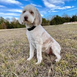 Butters - Brown merle female Aussiedoodle puppy in Crawford, Mississippi from Magnolia State Poodles and Doodles