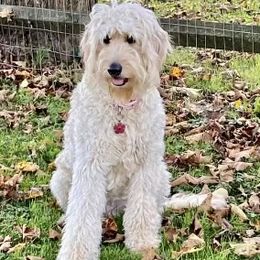 Goldendoodles from The Bluegrass Doodle Co