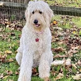 Goldendoodles from The Bluegrass Doodle Co