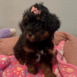 Girl 2 - Black and tan female Yorkipoo puppy in Lakeland, Florida from Doodles & Danes