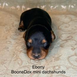 Ebony - Black and tan female Dachshund puppy in Lexington, Oklahoma from BooneDox Miniature Dachshunds