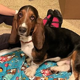 Brutus - Basset Hound