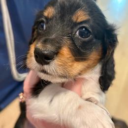 Lucy - Black and tan female Dachshund puppy in Americus, Georgia from Daily Sausage Kennels