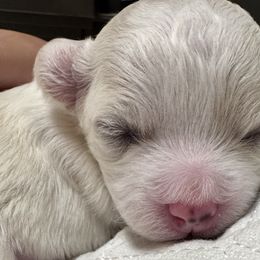 Bichon Frises from Brereton Bichons