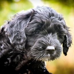 Bernedoodle and Double Doodle Puppies from Cloud Nine Doodles