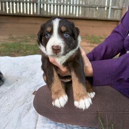 Phoenix - Red tri-color female Australian Shepherd puppy in Oklahoma City, Oklahoma from Mika’s Aussies