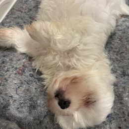 Maltese All Grown Up from Bichoncitos Malteses ❤️