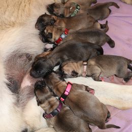 Anatolian Shepherd Dog Puppies from Wanyama Ranch Anatolians
