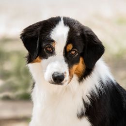 Indy - Miniature American Shepherd