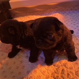 Pug Puppies from Price Kennels