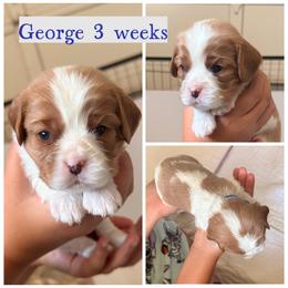 George - Blenheim male Cavalier King Charles Spaniel puppy in Atwater, California from Countryside Royalty Cavaliers
