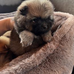 Aragon - Cream sable male Pomeranian puppy in Harrisonville, Missouri from Cindy's Pomeranians