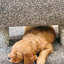 Goldendoodle Puppies from South Georgia Golden Doodle Ranch LLC