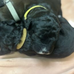 Winslow (Winnie) - Black and white female Bernedoodle puppy in Phoenix, Arizona from Grandview Bernedoodles