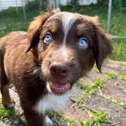 Juniper - Red tri-color male Australian Shepherd puppy in Rochester, Pennsylvania from Aussie Odyssey
