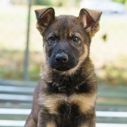 Blair vom Rabenauge - Sable male German Shepherd puppy in Wadsworth, Ohio from Zwinger Vom Rabenauge