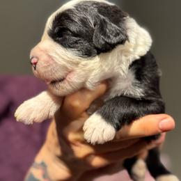 CANNOLI - Black and white male Sheepadoodle puppy in Riverside, California from Downtown Doodles & Frenchies