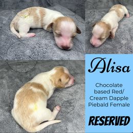 Alisa - Dapple female Dachshund puppy in Denham Springs, Louisiana from Rockin’ with Dachshunds